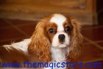 🐶 Cavalier King di 8 anni e 4 mesi in vendita a Gignod (AO) da allevamento