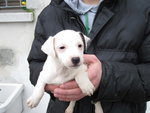 Cuccioli jack Russell