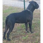 Cane Corso Maschio per Accoppiamento - Foto n. 2