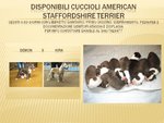 Cuccioli American Staffordshire Terrier - Foto n. 1