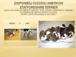 Cuccioli American Staffordshire Terrier