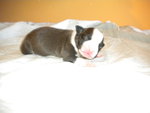 Cuccioli American Staffordshire Terrier - Foto n. 3