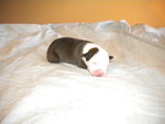 Cuccioli American Staffordshire Terrier - Foto n. 4