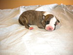 Cuccioli American Staffordshire Terrier - Foto n. 6