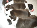 Cuccioli American Staffordshire Terrier - Foto n. 8