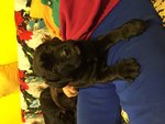 Vendo Cucciola cane Corso