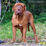 Due Cuccioli Maschi Dogue de Bordeaux - Foto n. 2