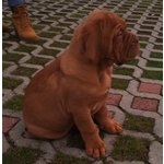 Due cuccioli maschi Dogue de Bordeaux