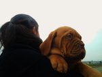 Due Cuccioli Maschi Dogue de Bordeaux - Foto n. 3