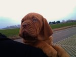 Due Cuccioli Maschi Dogue de Bordeaux - Foto n. 4