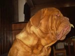 Due Cuccioli Maschi Dogue de Bordeaux - Foto n. 5