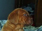 Due Cuccioli Maschi Dogue de Bordeaux - Foto n. 6