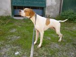 Pointer Inglese Cuccioli