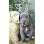 Cucciola e Cuccioli cane Corso - Foto n. 2