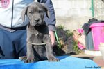 Cucciola e Cuccioli cane Corso - Foto n. 3