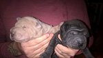 Sharpei - Cuccioli