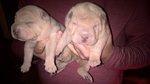 Sharpei - Cuccioli - Foto n. 4