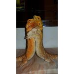 COPPIA POGONA VITTICEPS (DRAGO BARBUTO) ORANGE/RED