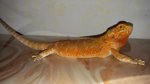 Coppia Pogona Vitticeps (drago Barbuto) Orange/red - Foto n. 2