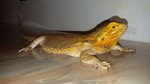 Coppia Pogona Vitticeps (drago Barbuto) Orange/red - Foto n. 3