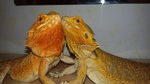 Coppia Pogona Vitticeps (drago Barbuto) Orange/red - Foto n. 6