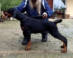 Cucciolo Maschio di 80 gg di Altissima Genealogia Adatto Expo - Foto n. 1