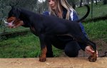 Cucciolo Femmina nera Focata di Altissima Genealogia Adatta expo e Sport
