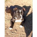 American Staffordshire bull Terrier Femmina di 1 Anno