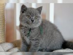 Splendidi Cuccioli British Shorthair Blu