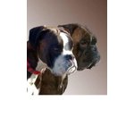 Cuccioli Boxer - Foto n. 5