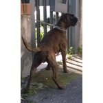 Cuccioli Boxer - Foto n. 8