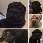 Bellissimi Cuccioli di Sharpei Disponibili