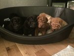 Bellissimi Cuccioli di Sharpei Disponibili - Foto n. 2