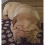 Bellissimi Cuccioli di Sharpei Disponibili - Foto n. 4