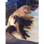 Bellissimi Cuccioli di Sharpei Disponibili - Foto n. 6