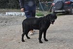 Nerone Meticcio Taglia Media - Foto n. 7