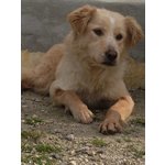 Bella Simil Golden Retriever Taglia Medio Piccola