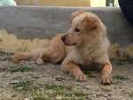 Bella Simil Golden Retriever Taglia Medio Piccola - Foto n. 2