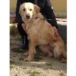 Bella Simil Golden Retriever Taglia Medio Piccola - Foto n. 3