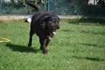 Roger Meraviglioso Schnauzer da Troppo Tempo in Cerca di Casa!