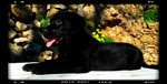 Cuccioli Labrador Retriever con Pedigree - Foto n. 1