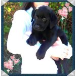 Cuccioli Labrador Retriever con Pedigree - Foto n. 2