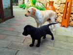 Cuccioli Labrador Retriever con Pedigree - Foto n. 4