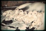 Labrador Retriever Cuccioli - Foto n. 1
