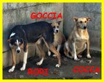 Goccia Cocca rori sono Spaventati Nessuno li Vuole - Foto n. 1