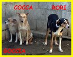 Goccia Cocca rori sono Spaventati Nessuno li Vuole - Foto n. 5