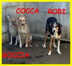 Goccia Cocca rori sono Spaventati Nessuno li Vuole - Foto n. 6