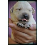 Labrador Retriever Cuccioli - Foto n. 4