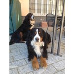 Splendido Cucciolo Bovaro del Bernese - Foto n. 6