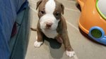 Cuccioli Pitbull Rednose cn Pedigree